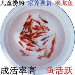 龍魚吃金魚飼料嗎會(huì)死嗎：龍魚吃金魚飼料會(huì)死亡嗎