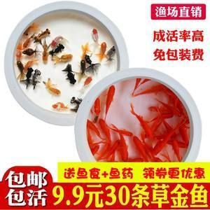 龍魚吃金魚飼料嗎會(huì)死嗎：龍魚吃金魚飼料會(huì)死亡嗎