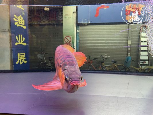 紅眼白子龍魚(yú)怎么養(yǎng)：紅眼白子龍魚(yú)怎么養(yǎng)護(hù)紅眼白子龍魚(yú)的養(yǎng)護(hù)方法
