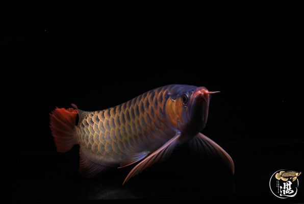 紅眼白子龍魚(yú)怎么養(yǎng)：紅眼白子龍魚(yú)怎么養(yǎng)護(hù)紅眼白子龍魚(yú)的養(yǎng)護(hù)方法