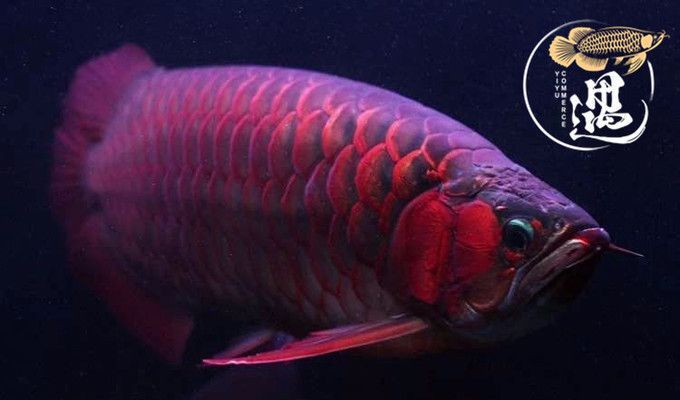 紅眼白子龍魚(yú)怎么養(yǎng)：紅眼白子龍魚(yú)怎么養(yǎng)護(hù)紅眼白子龍魚(yú)的養(yǎng)護(hù)方法