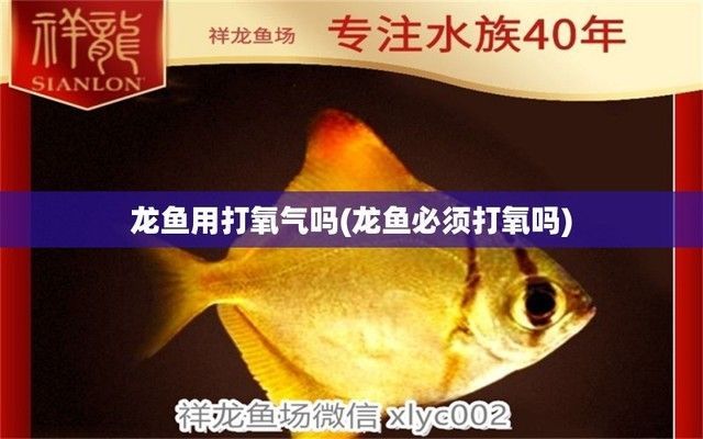 龍魚可以不打氧嗎：關于龍魚是否需要打氧的詳細解釋