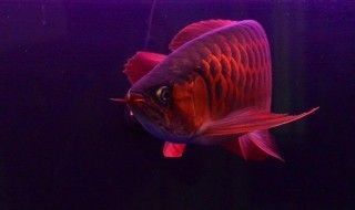 紅龍魚飼料喂養常見問題：紅龍魚飼料保存方法