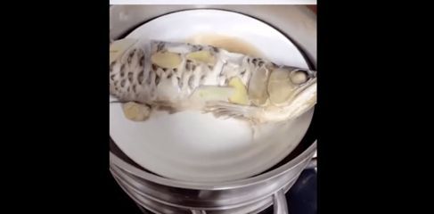 金龍魚吃蝦仁：金龍魚可以吃蝦仁嗎