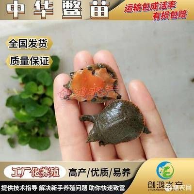 龍魚可以喂甲魚苗嗎：龍魚可以喂甲魚苗嗎，需要注意什么？
