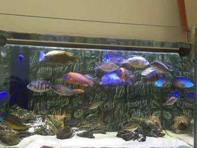 龍魚養殖成本受哪些因素影響：金龍魚養殖成本受多種因素影響