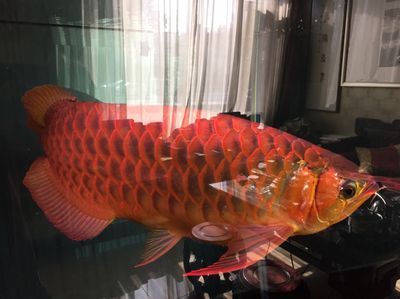 龍魚論壇官網網址是多少：龍魚論壇官網網址 龍魚論壇官網網址是多少：龍魚論壇官網網址 龍魚百科 第2張
