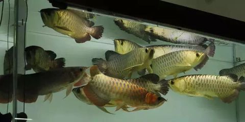 龍魚論壇官網網址是多少：龍魚論壇官網網址 龍魚論壇官網網址是多少：龍魚論壇官網網址 龍魚百科 第1張