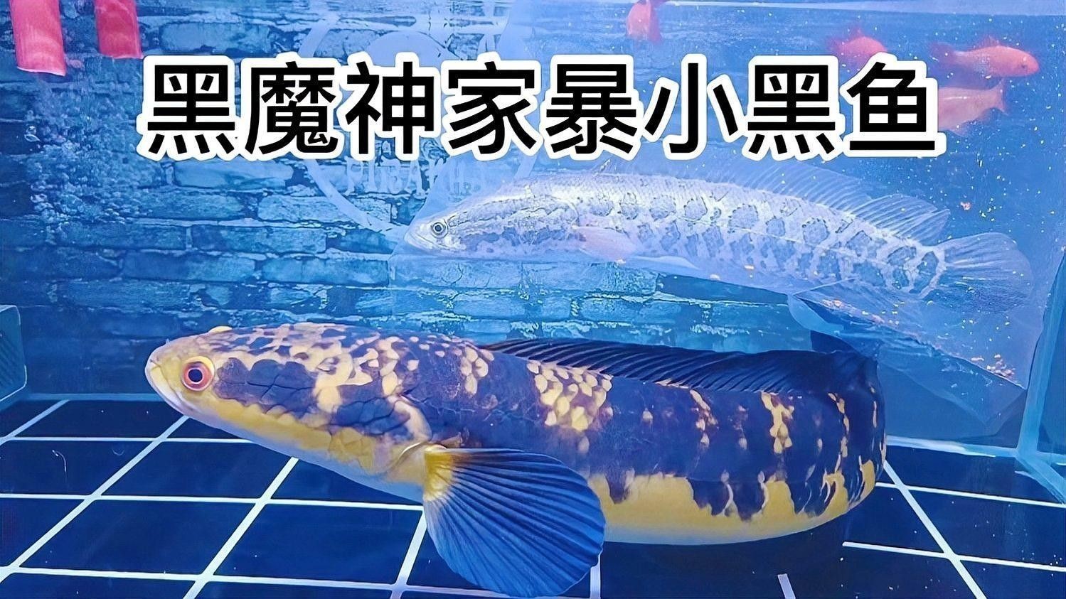 黑魔神龍魚