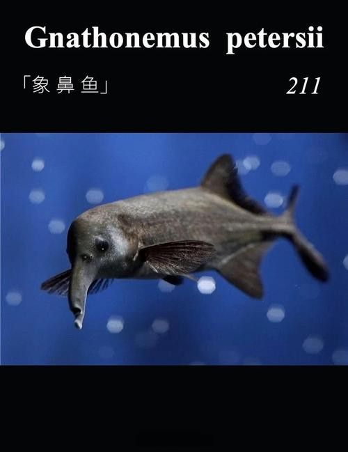 象鼻魚可以和龍魚混養嗎圖片大全視頻