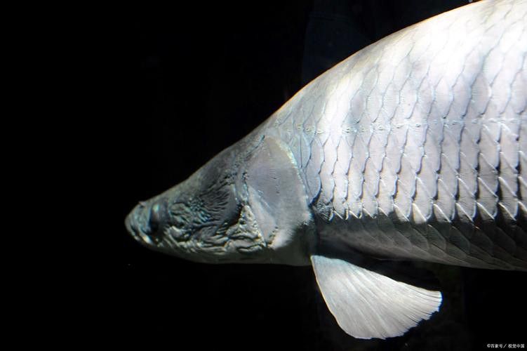 象鼻魚可以和龍魚混養嗎圖片大全視頻