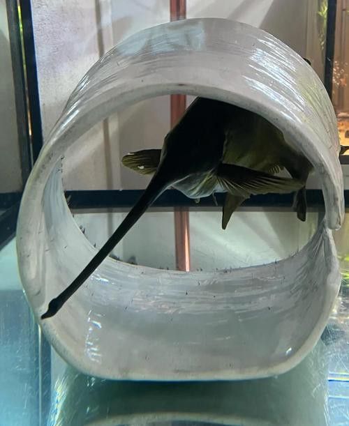 象鼻魚可以和龍魚混養嗎圖片大全視頻