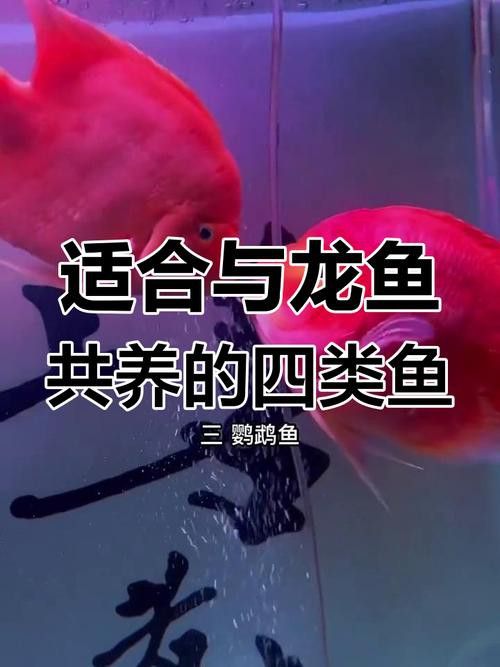 象鼻魚可以和龍魚混養嗎圖片大全視頻