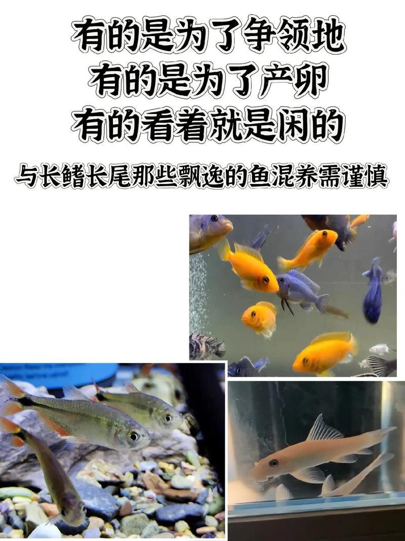 象鼻魚可以和龍魚混養嗎圖片大全視頻