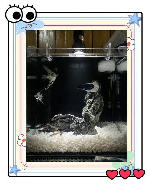 象鼻魚可以和龍魚混養嗎圖片大全視頻