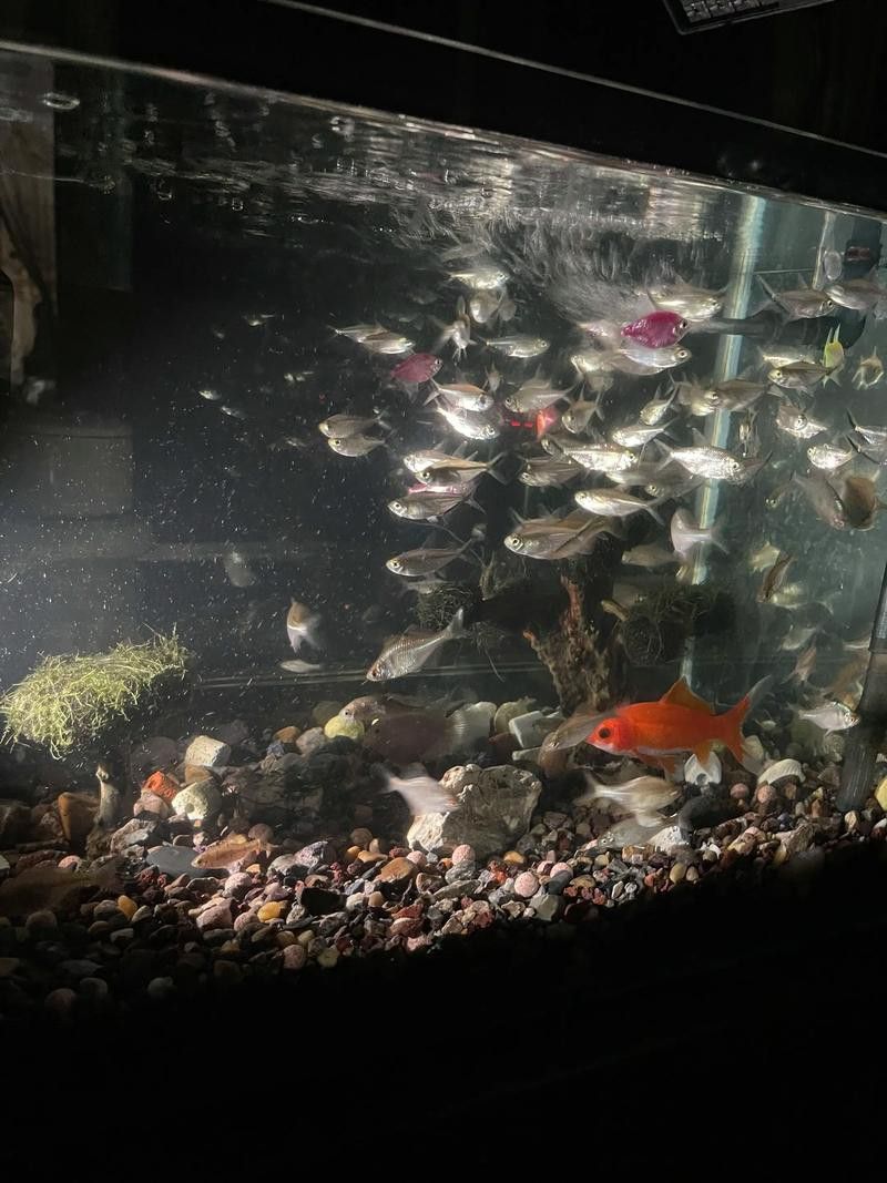 象鼻魚可以和龍魚混養嗎圖片大全視頻