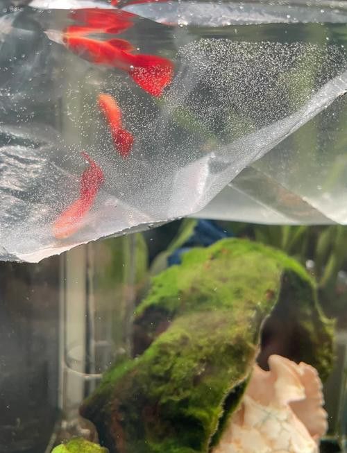 象鼻魚可以和龍魚混養嗎圖片大全視頻