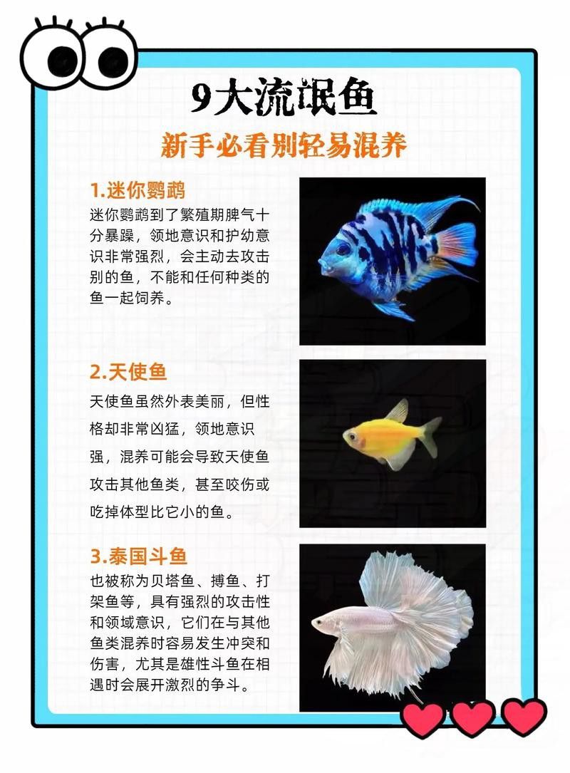 象鼻魚可以和龍魚混養嗎圖片大全視頻