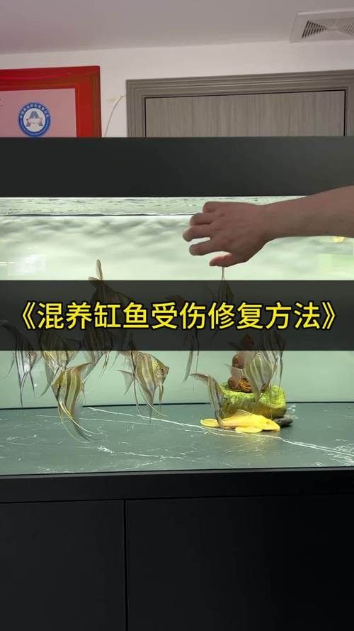 象鼻魚可以和龍魚混養嗎圖片大全視頻