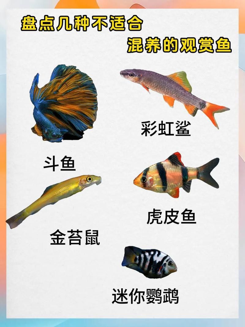 象鼻魚可以和龍魚混養嗎圖片大全視頻