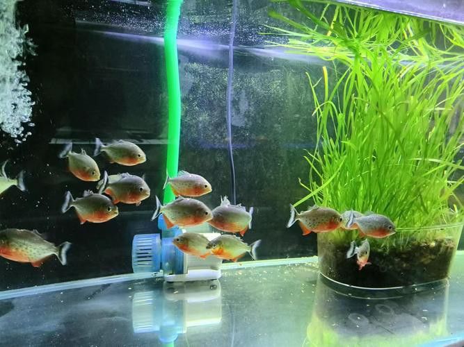 象鼻魚可以和龍魚混養嗎圖片大全視頻