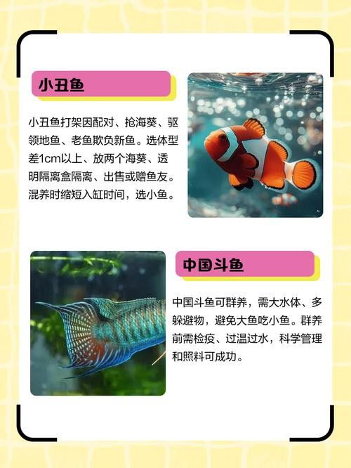 象鼻魚可以和龍魚混養嗎圖片大全視頻