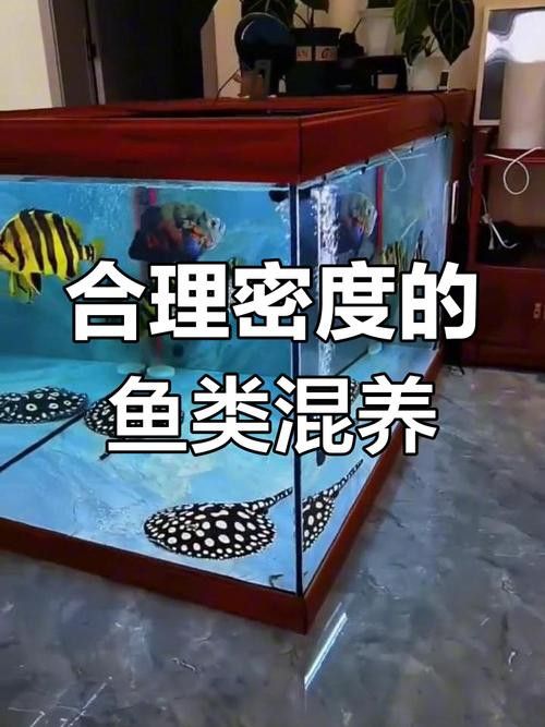 象鼻魚可以和龍魚混養嗎圖片大全視頻