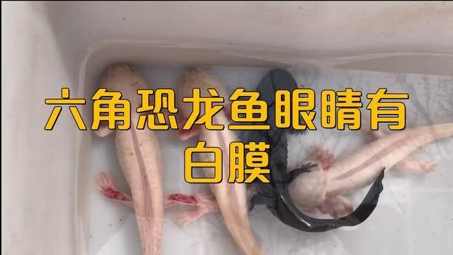 龍魚眼睛有白色絮狀物怎么回事圖片視頻
