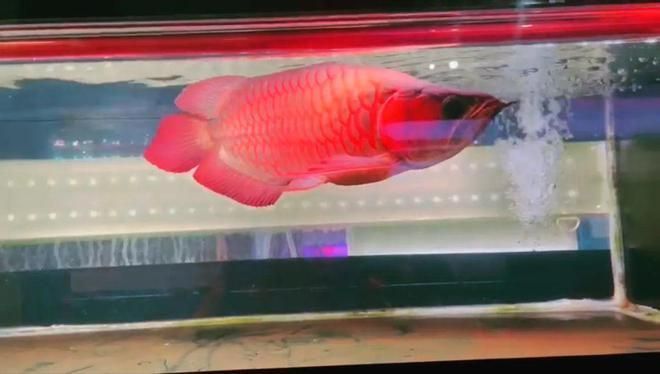 什么龍魚(yú)便宜又好養(yǎng)：銀龍魚(yú)、星點(diǎn)龍魚(yú)、星點(diǎn)龍和號(hào)半紅龍相對(duì)便宜且易于養(yǎng)護(hù)