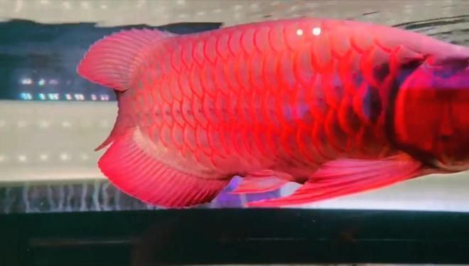 什么龍魚(yú)便宜又好養(yǎng)：銀龍魚(yú)、星點(diǎn)龍魚(yú)、星點(diǎn)龍和號(hào)半紅龍相對(duì)便宜且易于養(yǎng)護(hù)
