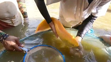 紅龍魚嘴歪了怎么做手術：紅龍魚嘴歪了如何手術