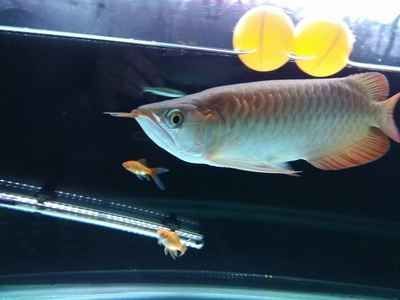 紅龍魚嘴歪了怎么做手術：紅龍魚嘴歪了如何手術