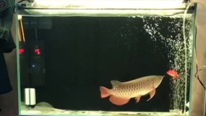 金龍魚繁殖出來的小魚怎么養(yǎng)：金龍魚幼魚的飼養(yǎng)方法