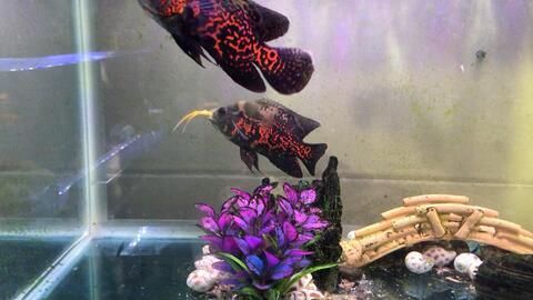 金龍魚繁殖出來的小魚怎么養(yǎng)：金龍魚幼魚的飼養(yǎng)方法