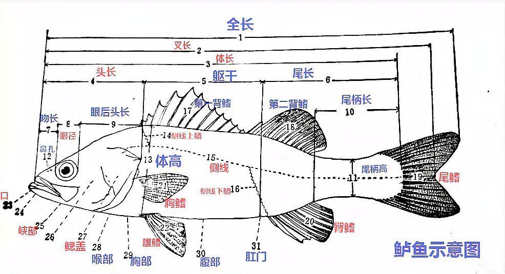 如何判斷龍王魚的年齡？