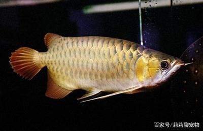 金龍魚 紅龍魚 區別在哪里（金龍魚與紅龍魚的區別）