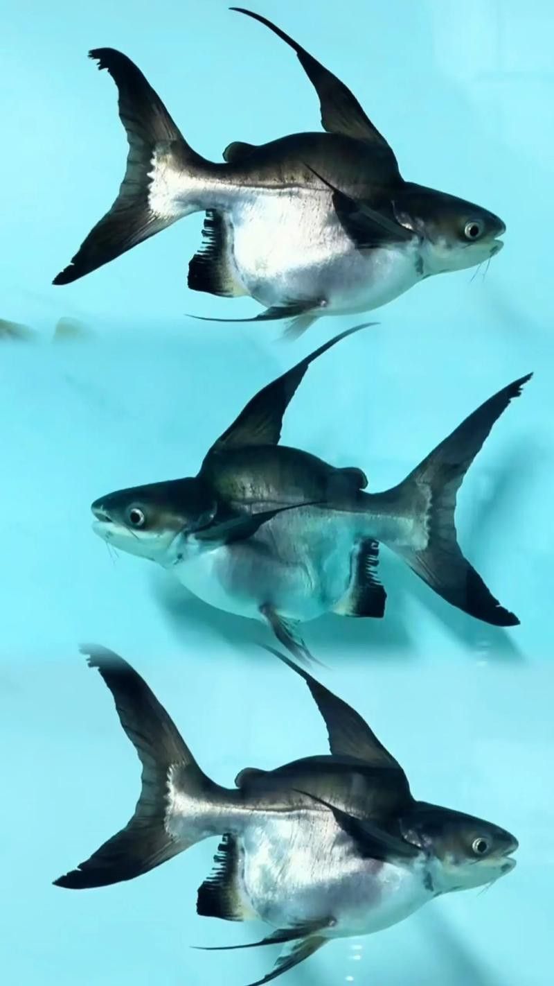 球鯊和龍魚能混養嗎圖片對比 龍魚百科 第3張 球鯊和龍魚能混養嗎圖片對比 球鯊和龍魚能混養嗎圖片對比 龍魚百科 第3張