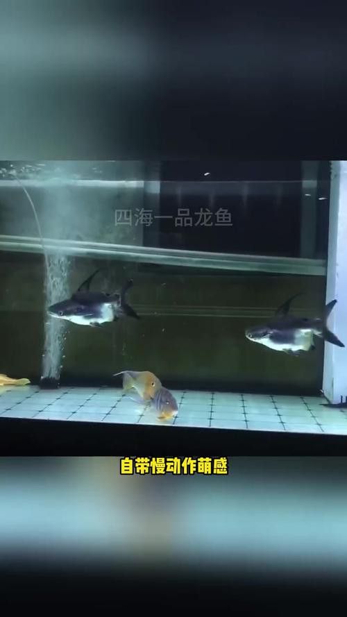 球鯊和龍魚能混養嗎圖片對比 龍魚百科 第7張 球鯊和龍魚能混養嗎圖片對比 球鯊和龍魚能混養嗎圖片對比 龍魚百科 第7張