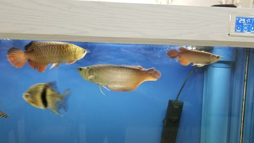 球鯊和龍魚能混養嗎圖片對比 龍魚百科 第19張 球鯊和龍魚能混養嗎圖片對比 球鯊和龍魚能混養嗎圖片對比 龍魚百科 第19張