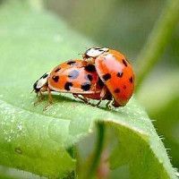 錦鯉養幾條最好最吉利 龍魚百科 第5張 錦鯉養幾條最好最吉利 錦鯉養幾條最好最吉利 龍魚百科 第5張