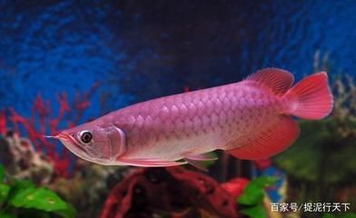 紅龍魚人工繁殖技術進展：紅龍魚人工繁殖技術的發展取得了顯著進步