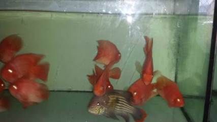 龍魚七星刀混養（龍魚與七星刀混養的可行性）