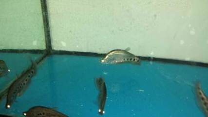 龍魚七星刀混養（龍魚與七星刀混養的可行性）