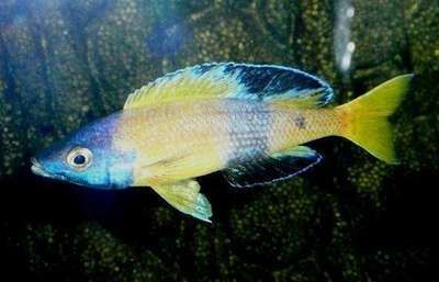 有沒有金龍魚這個品種啊：有沒有金龍魚這個品種？揭秘金龍魚的真相