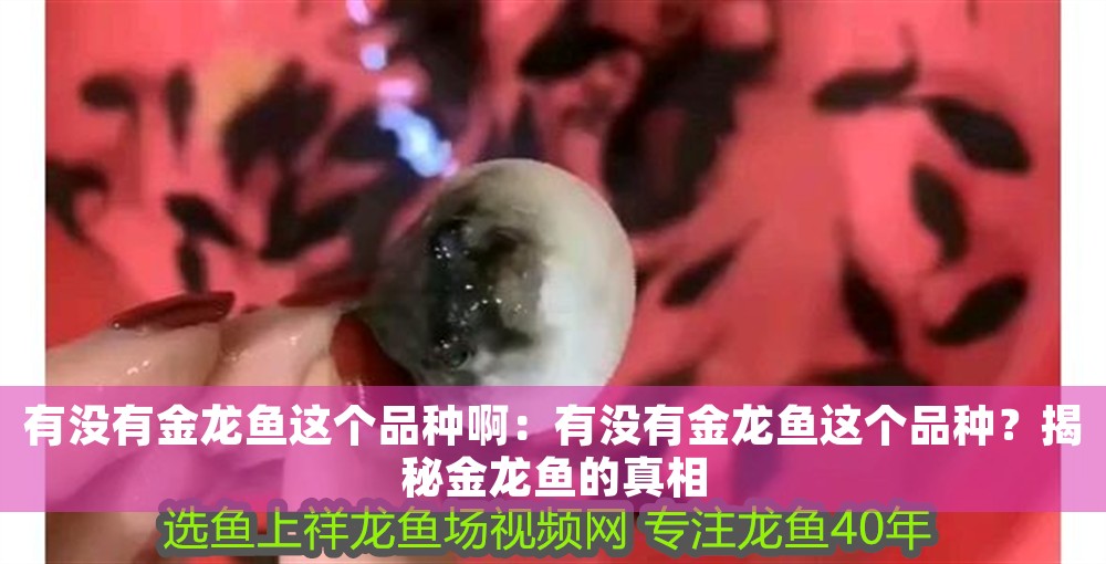 有沒有金龍魚這個品種啊：有沒有金龍魚這個品種？揭秘金龍魚的真相