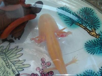 六角恐龍魚得水霉病的樣子，六角恐龍魚得水霉病后身體會出現一些明顯的癥狀癥狀