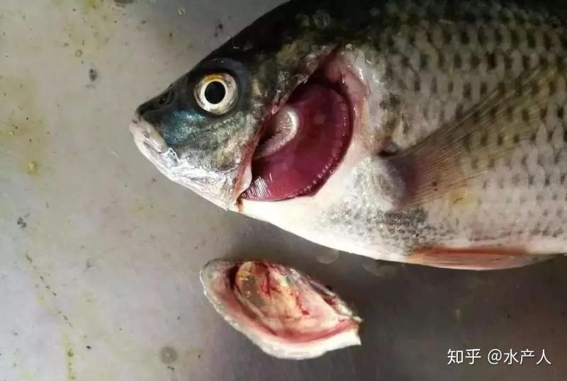 魚爛鰓一般幾天能好
