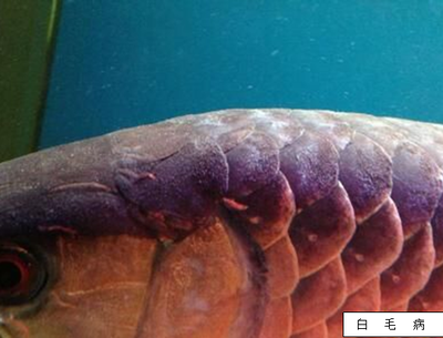 養(yǎng)龍魚養(yǎng)單還是養(yǎng)雙：龍魚是養(yǎng)單還是養(yǎng)雙