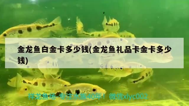 金龍魚白金卡多少錢(金龍魚禮品卡金卡多少錢)