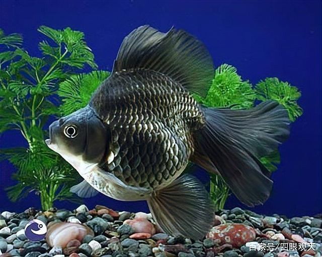 長身和短身龍魚哪個更難飼養？